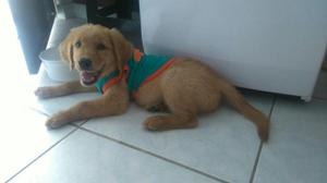 Cachorra Golden Retriver