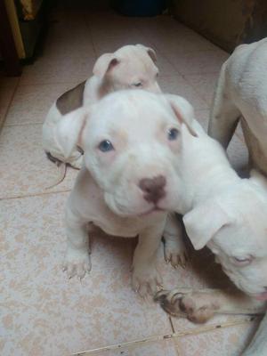 Cachorras Pit Red Nose