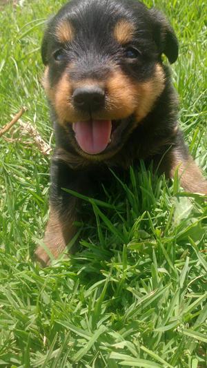 Cachorritos Rottwailer