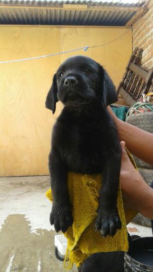 Cachorro Labrador