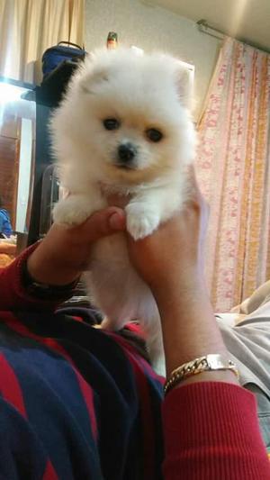 Cachorro Pomerania