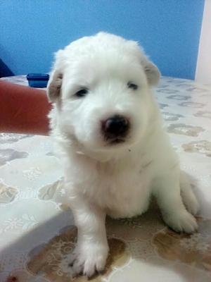 Cachorro Samoyedo