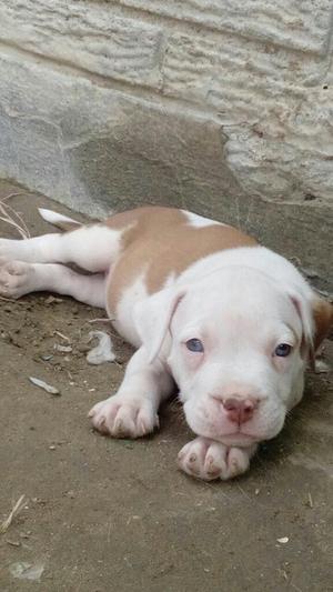 Cachorros American Pitbull Terrier