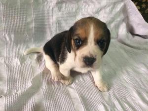 Cachorros Beagle Tricolor Padres Presentes
