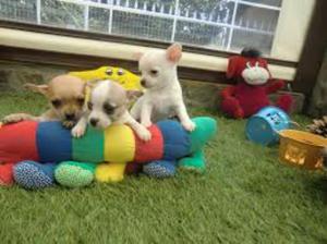 Cachorros Chihuahuas Toys