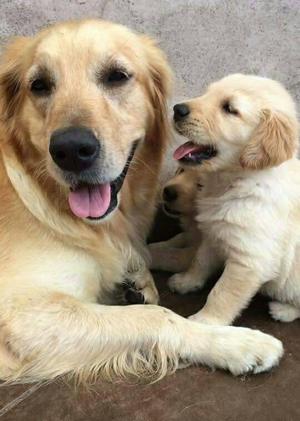 Cachorros Golden Retriever