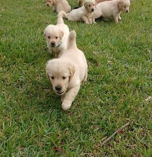 Cachorros Labrador