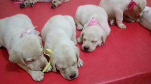 Cachorros Labradores Vacunados