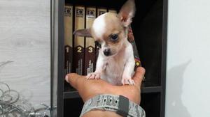Chihuahua Hermoso Cachorrito Micro Toy
