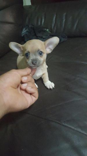 Chihuahua Ocacion
