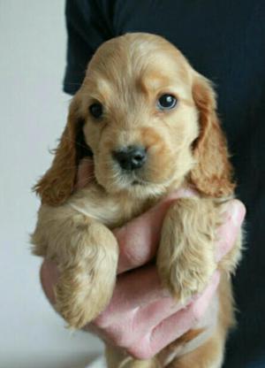 Cocker