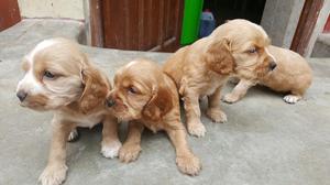 Cocker