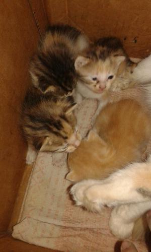 Estan en Adopción Estos Hermosos Gatitos