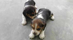 Hermosos Cachorros Beagles