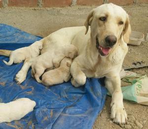 Labradores Cachorros Hueso Hembras y Machos Padres Presentes