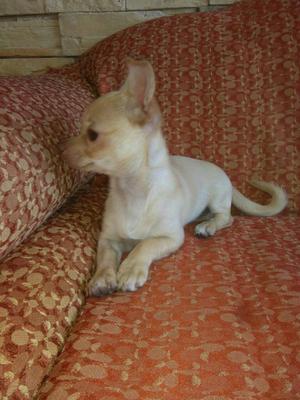 Lindo Chihuahua Full Pedigre