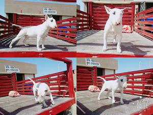Perro Bull Terrier para Monta Pedigrí