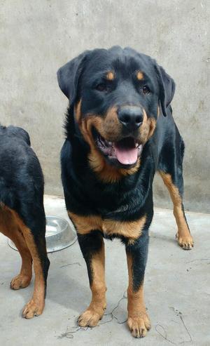 Rottweiler en Venta