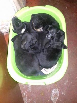 Se Da Lindos Perritos en Adopción