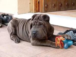 Sharpei