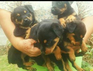 Vendo Cachorro Rottweiler