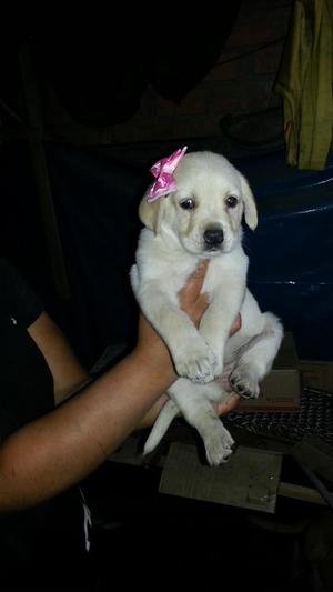 Vendo Cachorros Labrador 1 Mes de Edad