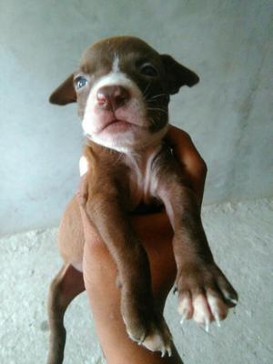 Vendo Cachorros Pitbull Americanstanford