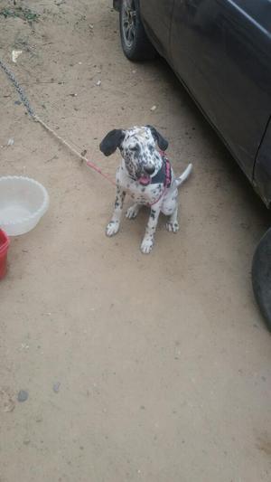 Vendo Perrita Dalmata Llamar 