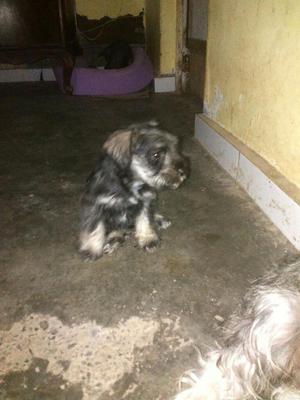 Vendo Schnauzer Machito