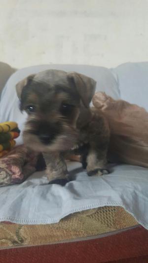 Vendo Schnauzer hembra