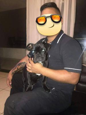 american bully