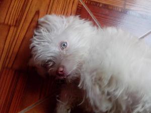 cachorrita bichon