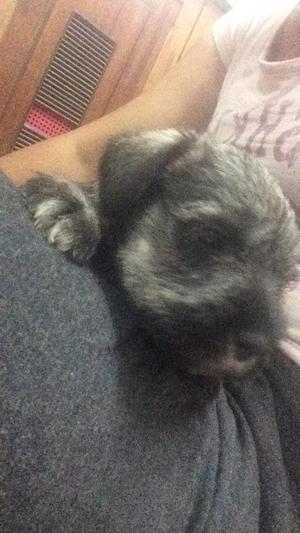 schnauzer hembra sal y pimienta