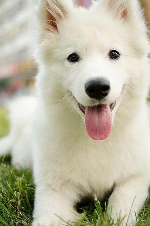 vendo cachorro samoyedo