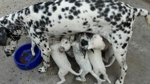 vendo perritos dalmata