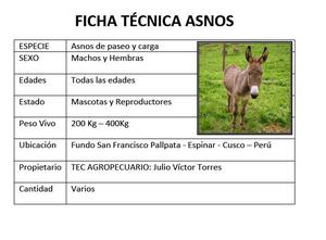 venta de burros asnos