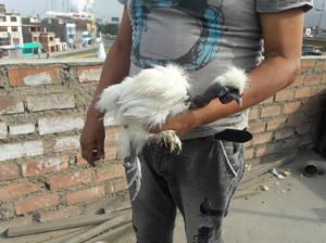 Venta de Gallinas Sedosas