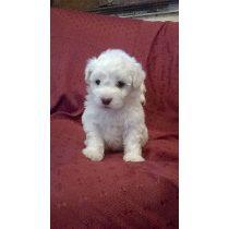 Cachorritos Bichon Frise