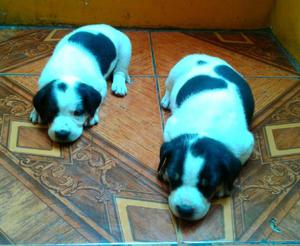 Cruze Beagle Jack Russell Hermosos