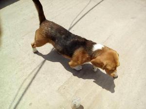 Vendo Perrito Beagle Aun Cachorro