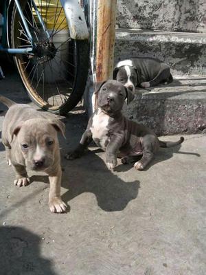 American Bully