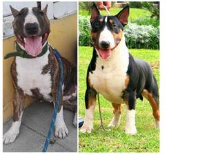 BULL TERRIER EN VENTA