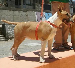 Bull Terrier Hembra