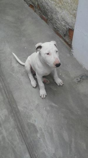 Bull Terrier Puro