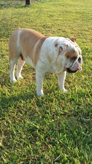 Bulldog Ingles Servicio de Stud