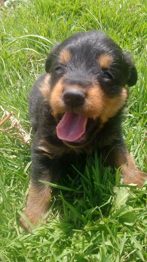 Cachorro Rottwailer