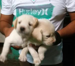 Cachorros Labradores