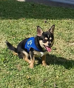 Chihuahua Toy Macho