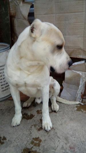 Dogo Argentino en Adopcion