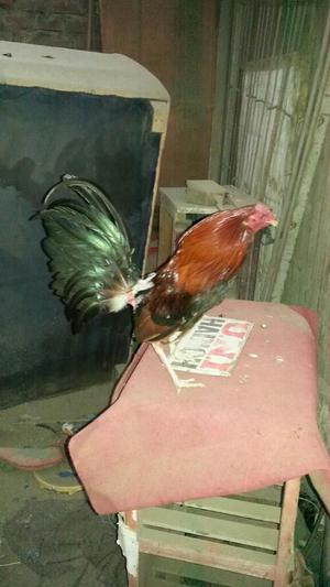 Gallos